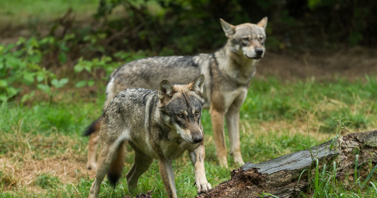 Niewiarygodne, co uchwyciła kamera. Film nadleśnictwa to hit w sieci