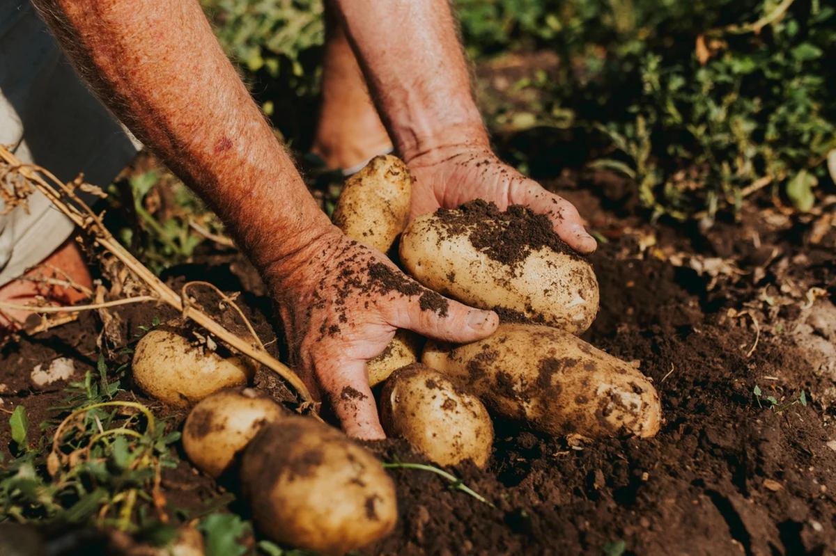 Polski rynek ziemniaka znalazł się w trudnej sytuacji. Jak poinformowało Ministerstwo Rolnictwa i Rozwoju Wsi, tegoroczne zbiory wyniosły aż 6,8 mln ton, podczas gdy roczne zużycie nie przekracza 6 mln ton. Nadwyżka produkcji wywołuje presję na ceny, a unijne przepisy nie przewidują interwencyjnego skupu ziemniaków.