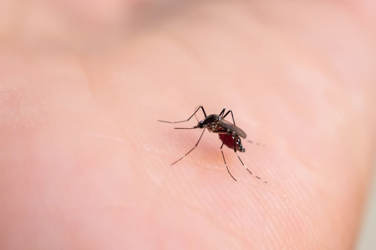 Międzynarodowy zespół naukowców opracował zmodyfikowany szczep grzyba, który naśladuje zapach kwiatów, skutecznie wabiąc i zabijając komary. Nowa metoda może okazać się przełomem w walce z chorobami przenoszonymi przez te owady, a przy tym jest bezpieczna dla ludzi i środowiska.