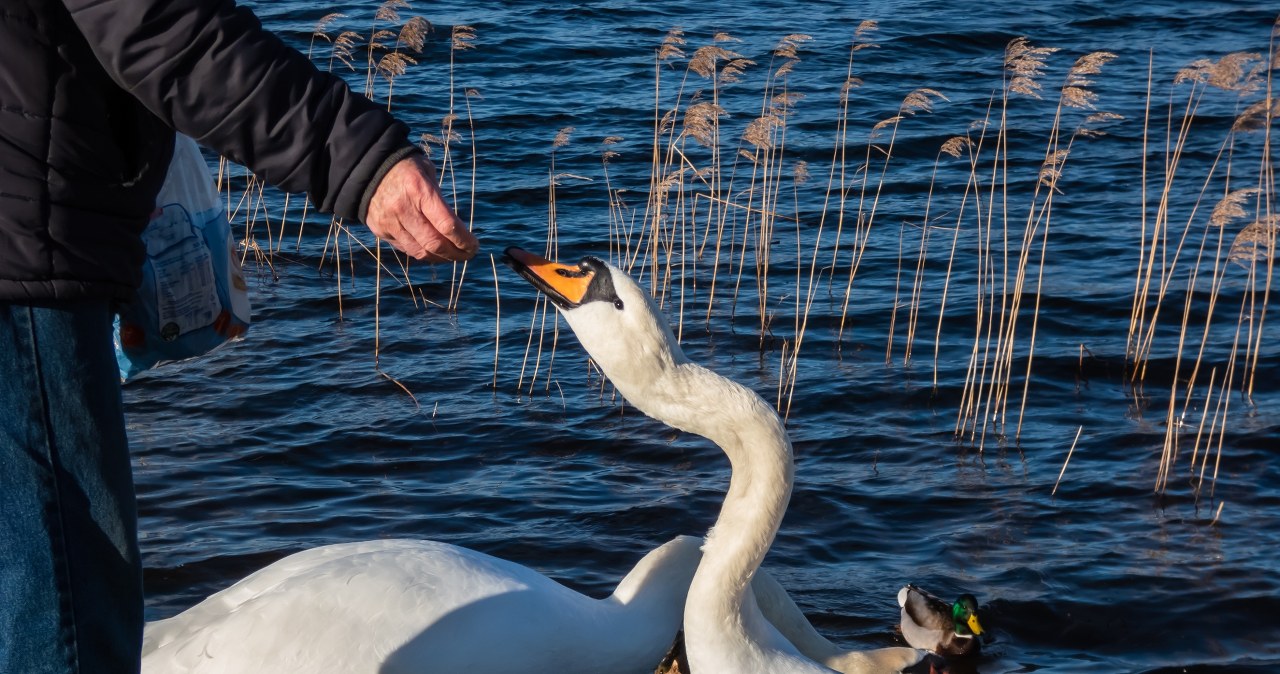Czym karmić kaczki i łabędzie w parku? Ugotuj i pokrój w kostkę