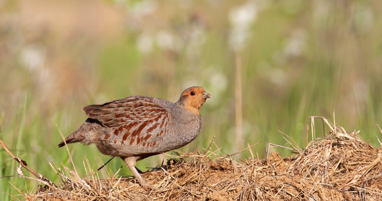 Kuropatwy były kiedyś powszechne. Teraz bez pomocy sobie nie poradzą
