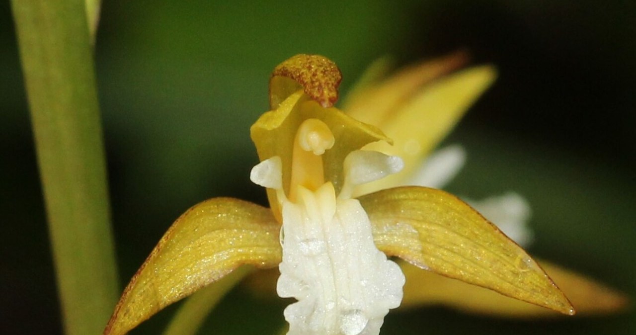 Storczyk zawarł sojusz z grzybami. Przy okazji stał się pasożytem