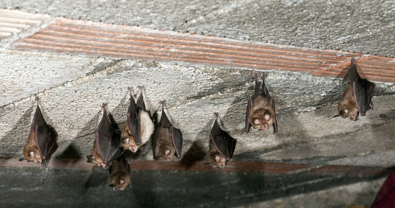 Naukowcy wkroczyli do domów w Polsce. Będą je remontować przez nietoperze