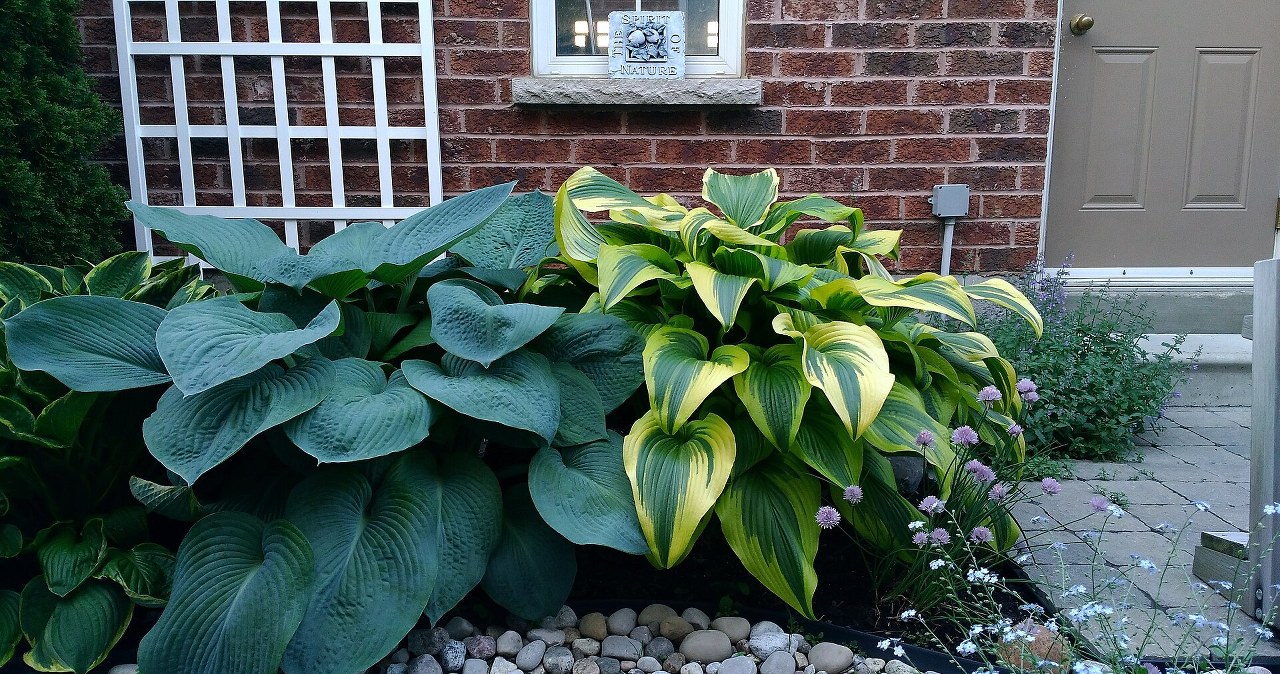 wiadomości,aktualności,Interia Roślina zmienia kolor w zależności od światła. Ogród będzie się wyróżniał