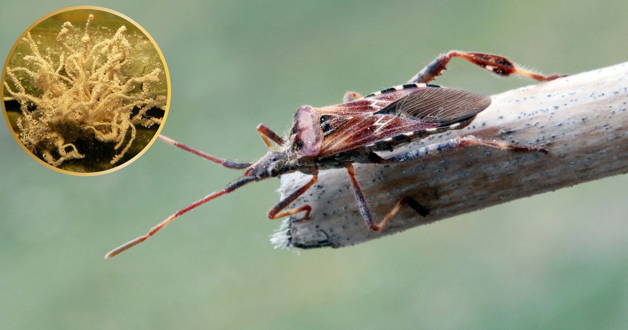 Pluskwiaki przenoszą na swych nogach grzyby znane z „The Last of Us”