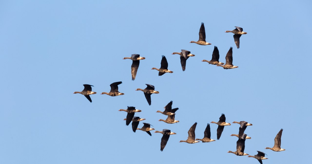 Wielkie stada ptaków wleciały nad Polską. Co się dzieje? wiadomości,aktualności,Interia Wielkie stada ptaków wleciały nad Polską. Co się dzieje?