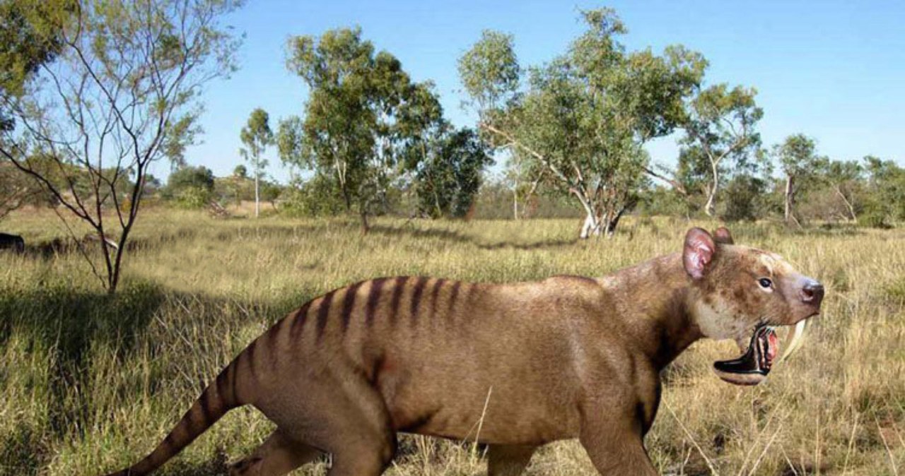 Krewny torbaczy o ogromnych kłach znaleziony na bagnach