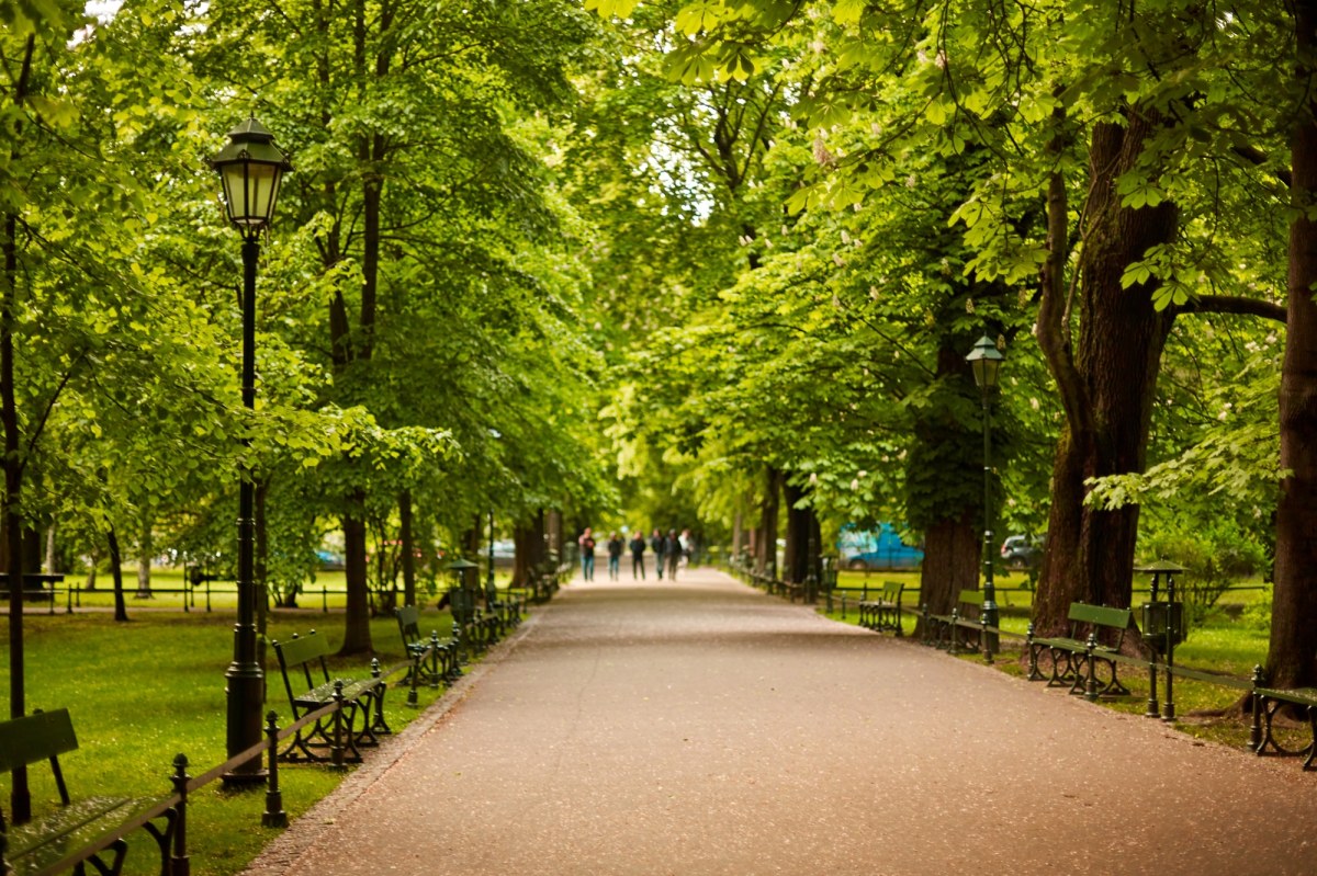 Nowa zieleń w centrum Krakowa. Będą alejki i królewskie gatunki roślin