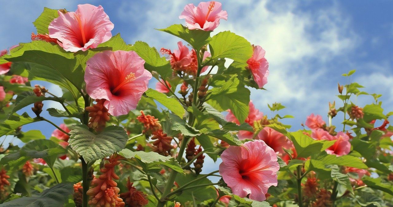 Jeszcze piękniejsza od róży. Cieszy oko w ogrodzie i w mieszkaniu
