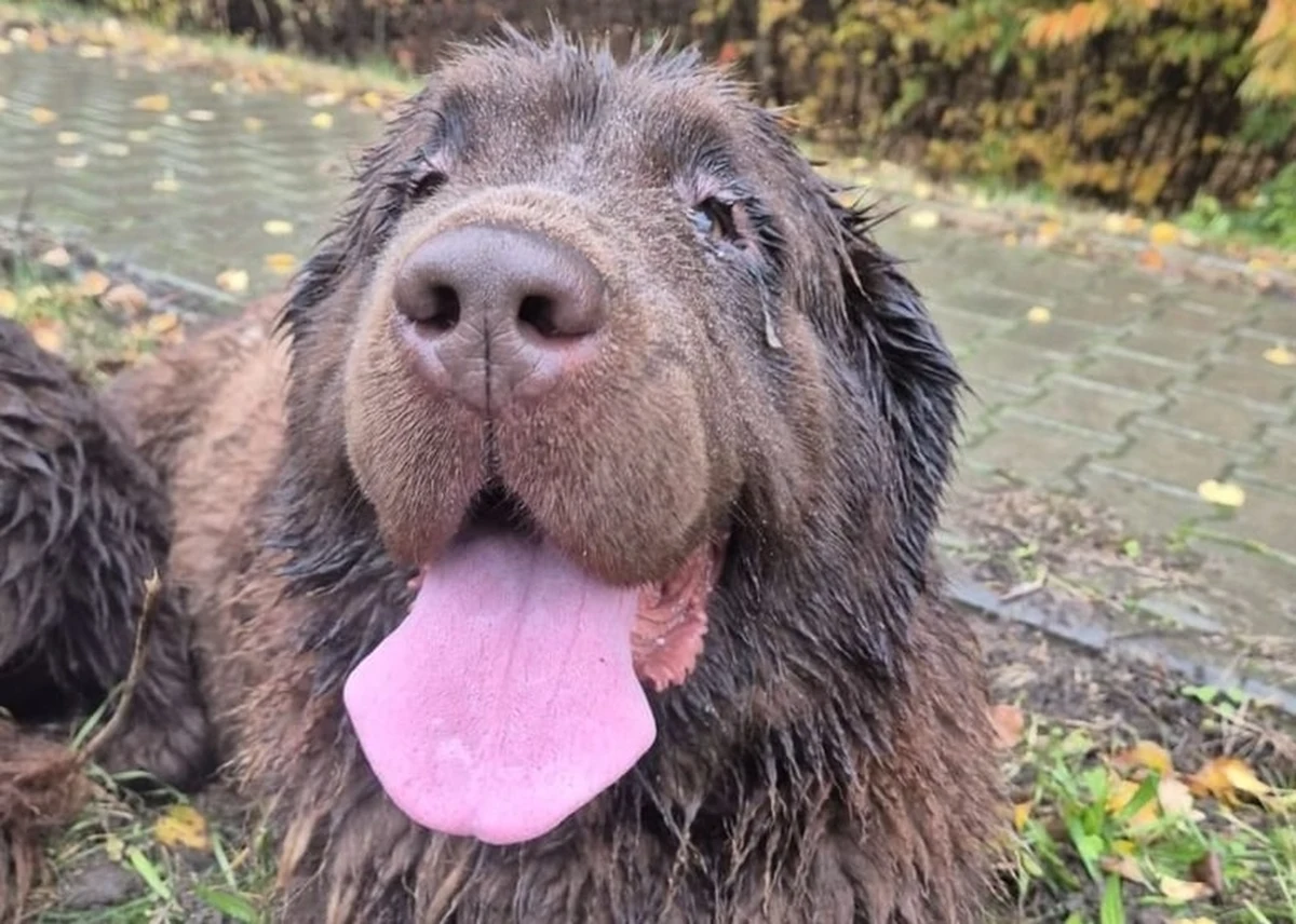 Przemoczone, zdezorientowane i wyraźnie zagubione - w takim stanie były dwa duże psy, do których pomocną rękę wyciągnęli ostatnio funkcjonariusze policji z Ostrowca Świętokrzyskiego. Czworonogów poszukiwał właściciel.
