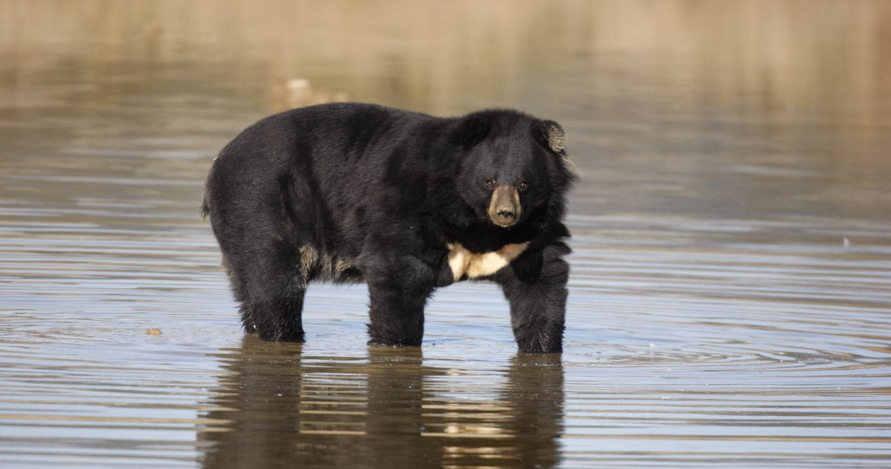 Co robić, gdy zbliża się niedźwiedź. Japończycy mają sprawdzone metody wiadomości,aktualności,Interia Co robić, gdy zbliża się niedźwiedź. Japończycy mają sprawdzone metody