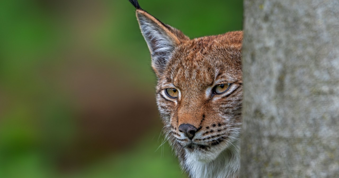 Strażnicy przekazali smutne wieści. W Tatrach zginął młody, bezcenny kot wiadomości,aktualności,Interia Strażnicy przekazali smutne wieści. W Tatrach zginął młody, bezcenny kot