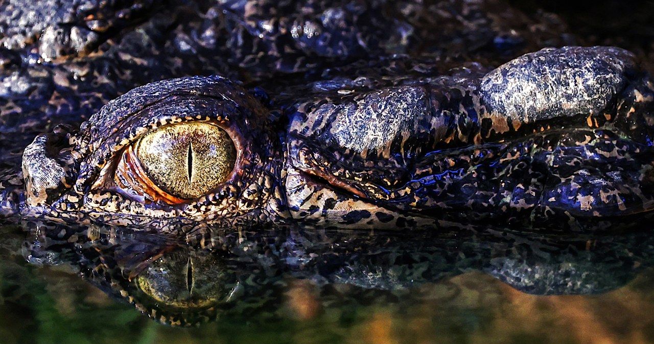 Wypadek na egzotycznej plaży. Krokodyl zaatakował nastolatka wiadomości,aktualności,Interia Wypadek na egzotycznej plaży. Krokodyl zaatakował nastolatka