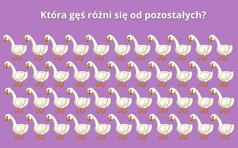 Tylko 1 proc. użytkowników dostrzega różnicę. Która gęś jest inna?