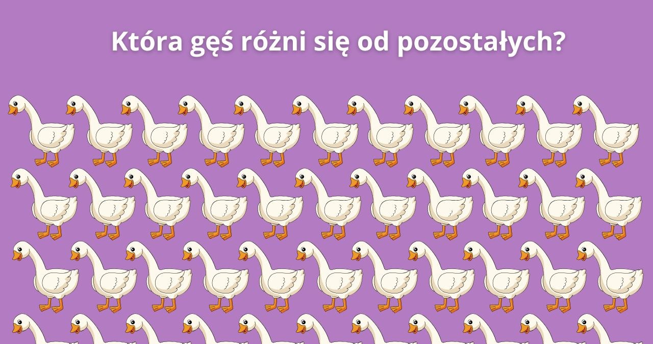 Tylko 1 proc. użytkowników dostrzega różnicę. Która gęś jest inna?