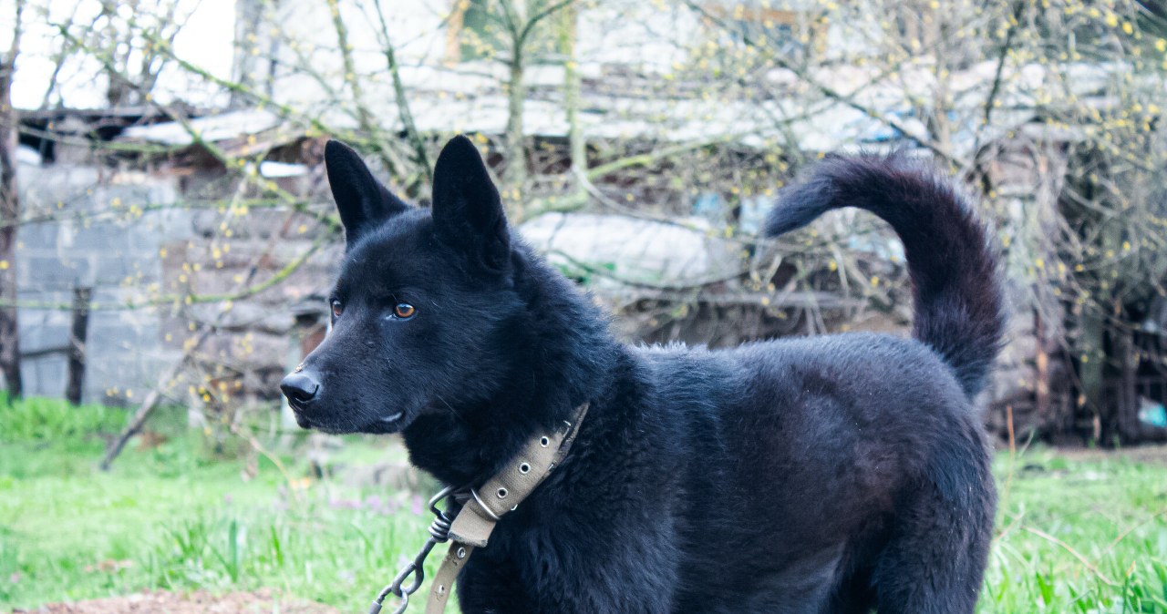 Zwierzęta w Polsce były traktowane jak rzeczy. Wreszcie nadeszły zmiany wiadomości,aktualności,Interia Zwierzęta w Polsce były traktowane jak rzeczy. Wreszcie nadeszły zmiany