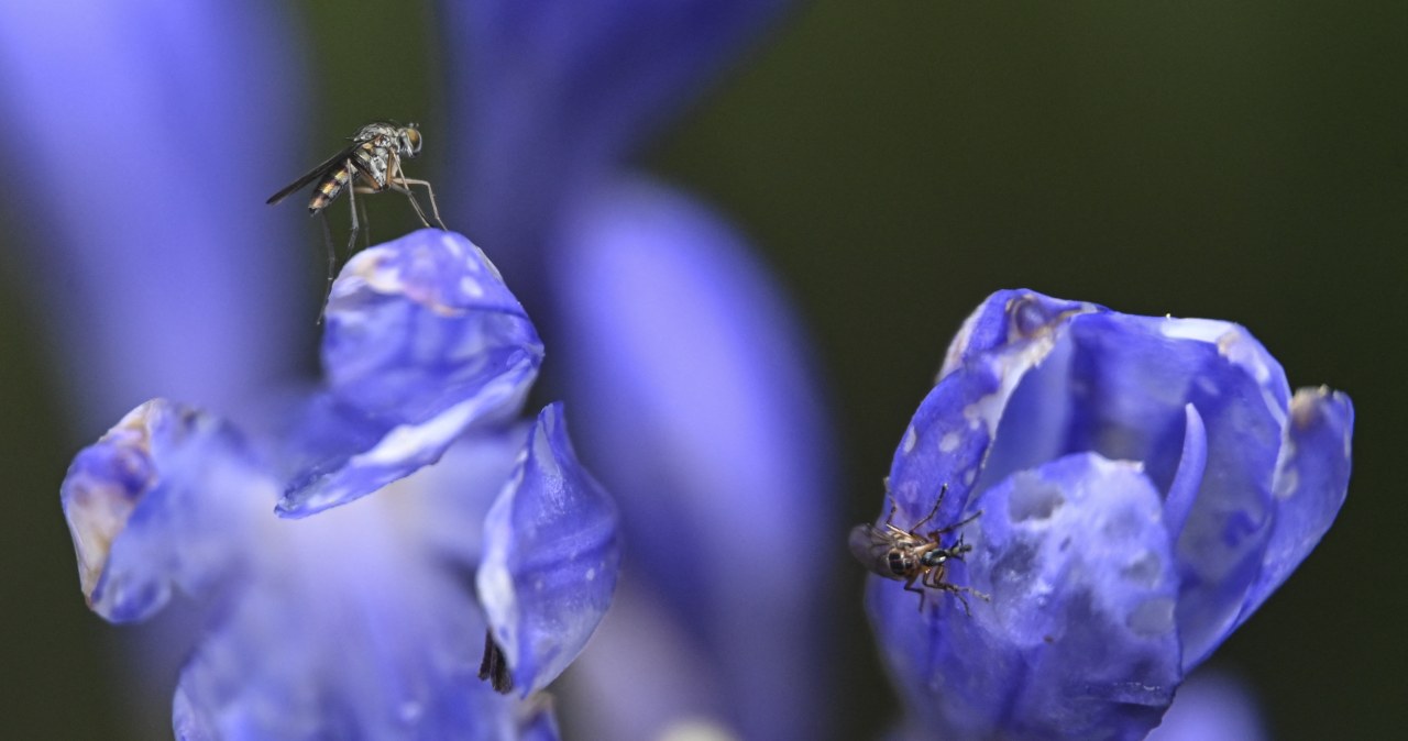 Nowy, naturalny sposób na komary. Grzyb jest jak broń biologiczna