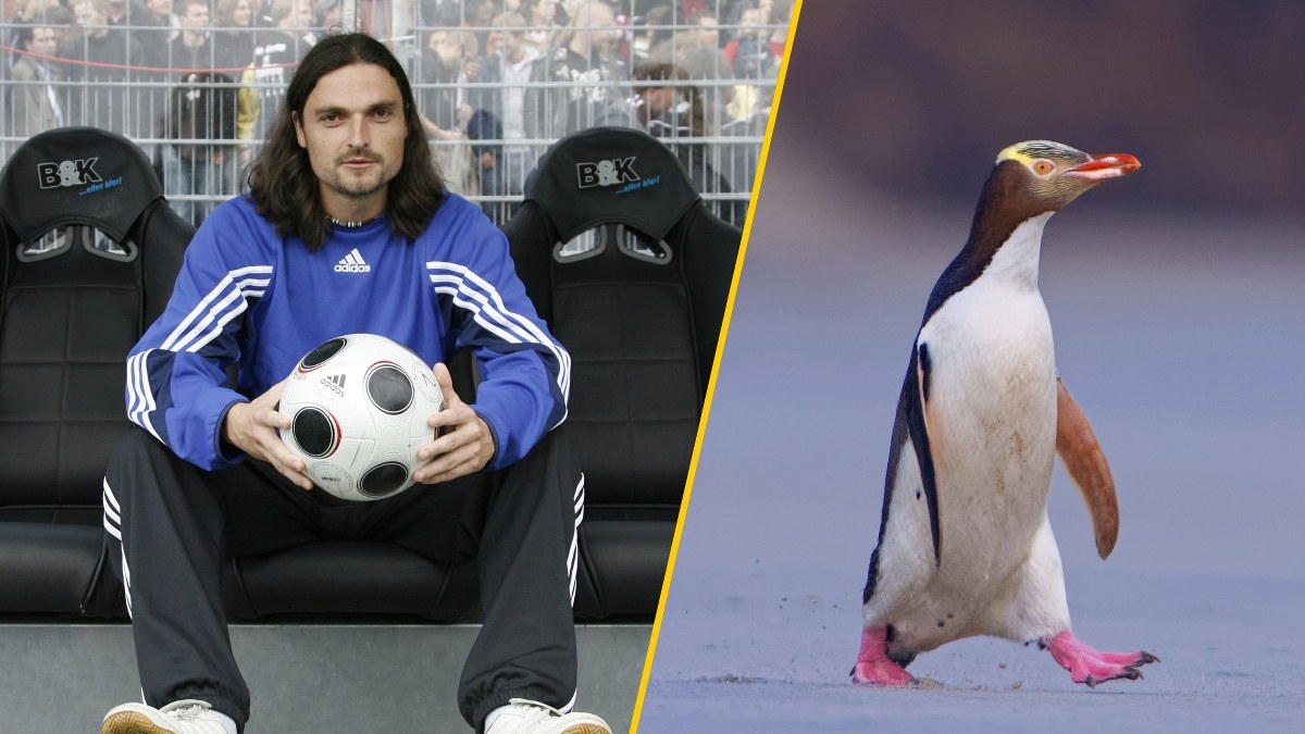 Ukradł pingwina, siedział w singapurskim areszcie. Oto nowy dyrektor sportowy Aberdeen FC