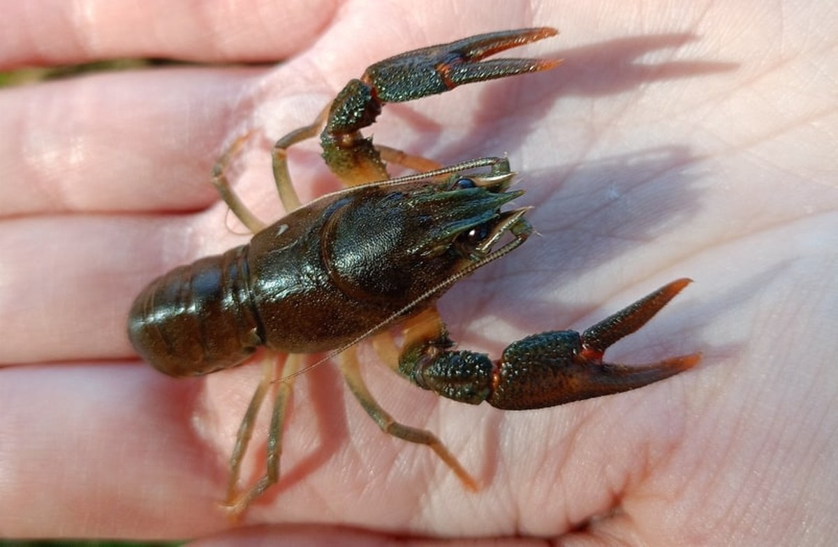 Tysiąc małych stworzeń trafiło do rzek. Warto je chronić