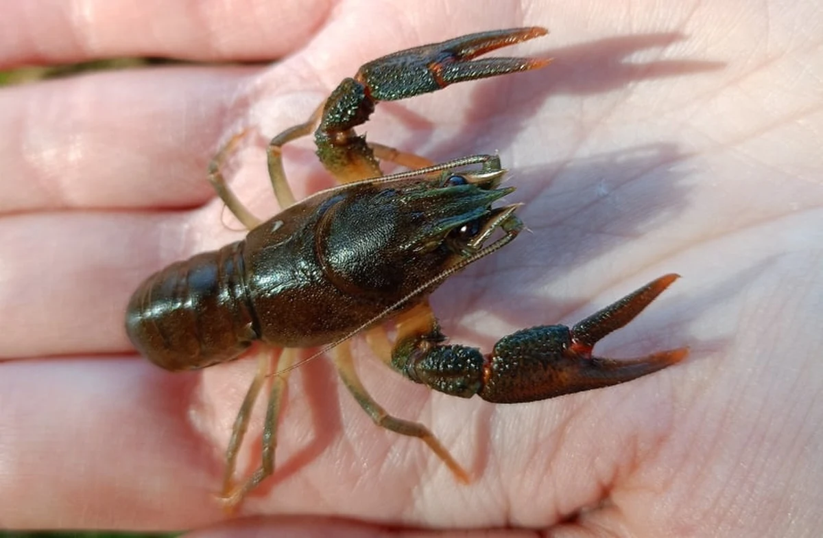 Kolejne raki trafiły do rzek w woj. lubelskim. Poinformował o tym Regionalny Zarząd Gospodarki Wodnej w Lublinie. Poprzednie tego typu akcje okazały się skuteczne.