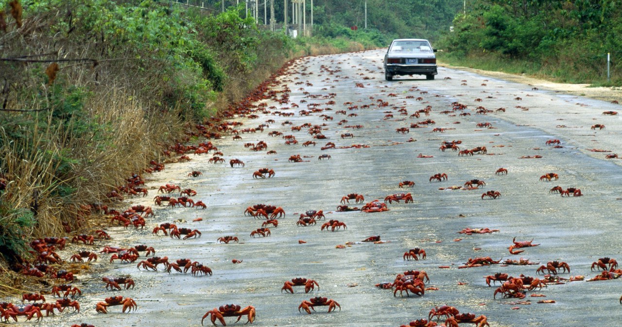 Wielka migracja krabów. Wyszły na ulice, są ich miliony. Idą w jednym kierunku wiadomości,aktualności,Interia Wielka migracja krabów. Wyszły na ulice, są ich miliony. Idą w jednym kierunku