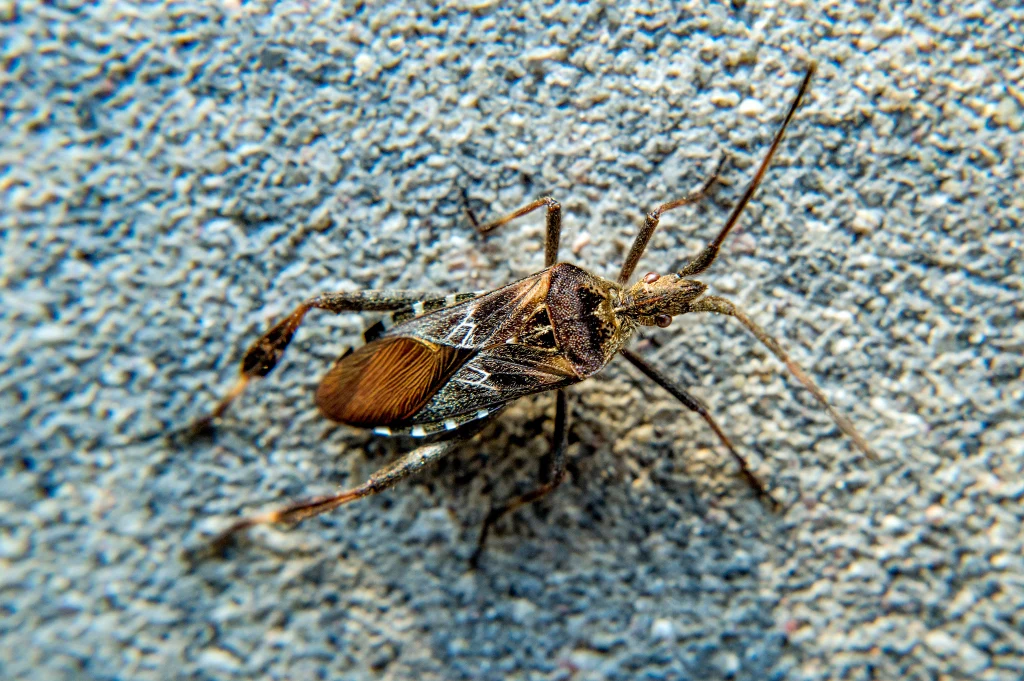 Wtyk amerykański (łac. Leptoglossus occidentalis)