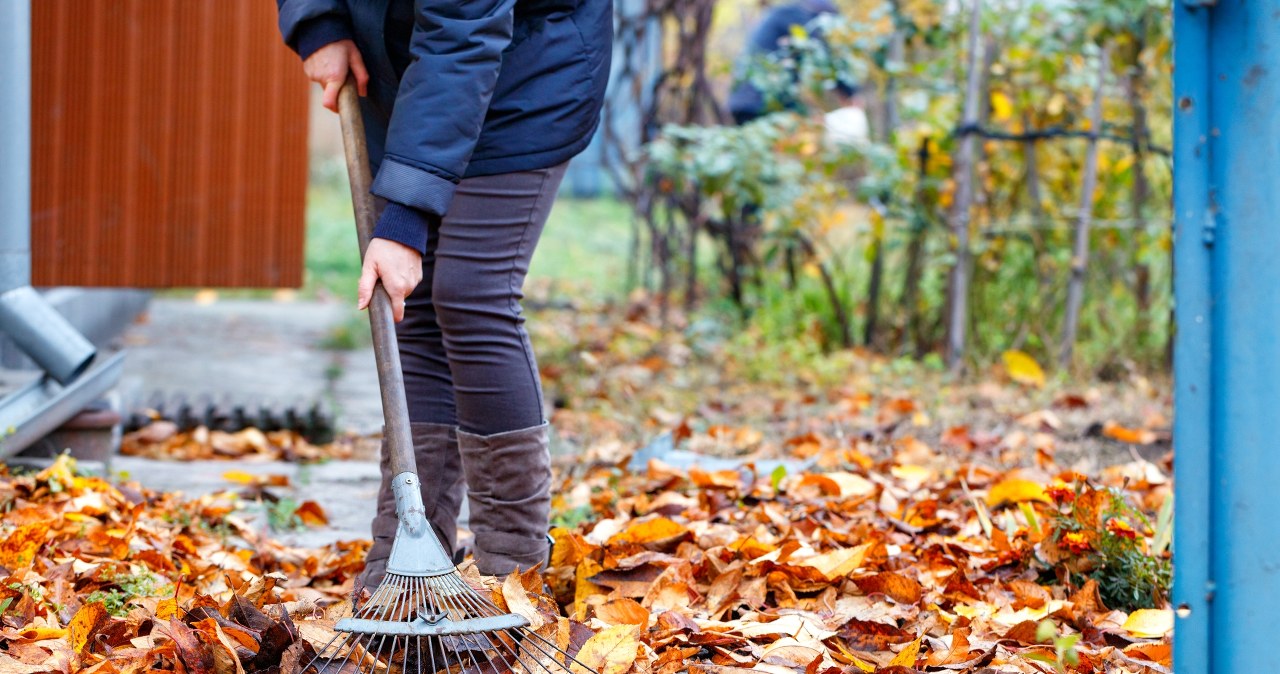 Przeczytaj, zanim zaczniesz porządki na działce. Mandaty są ogromne