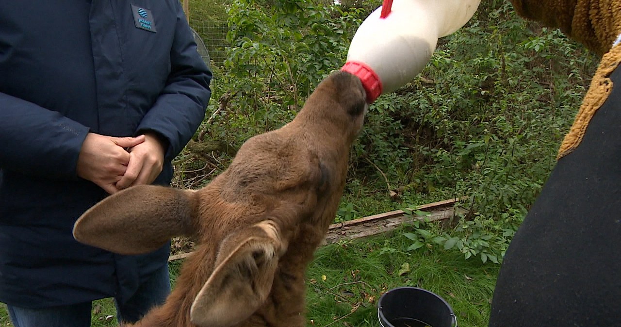 Nietypowe narodziny samicy łosia. Przyszła na świat dużo później niż reszta