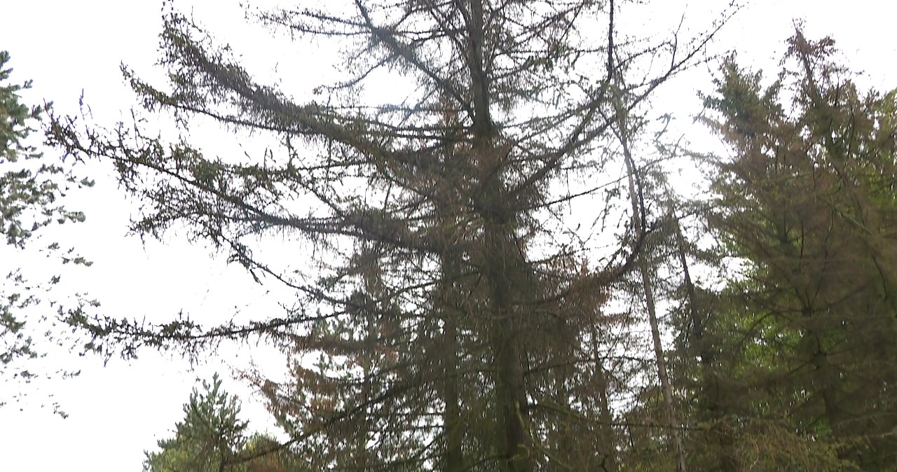 Drzewa iglaste w Polsce umierają. Ogrodnicy alarmują. Co się dzieje?