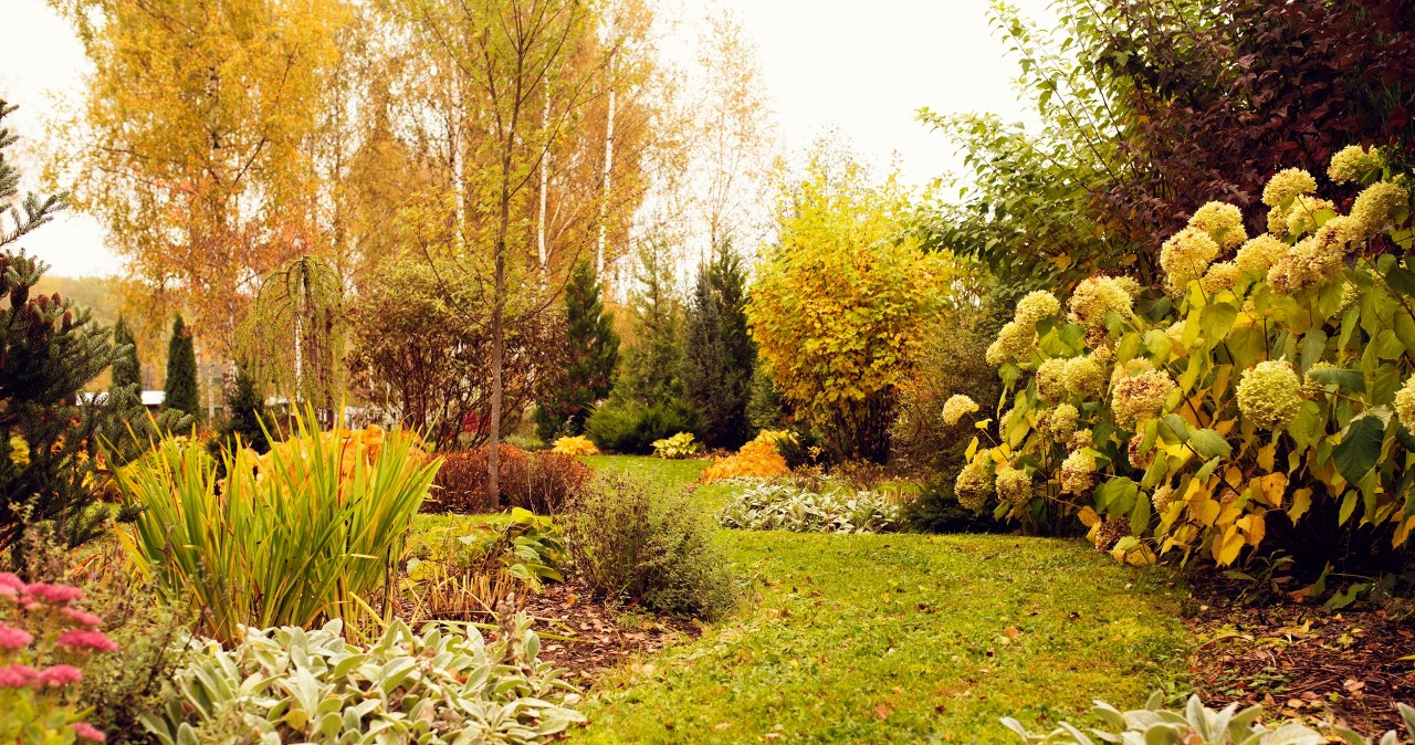 Pochówek kota w ogrodzie? Co jest dozwolone, a czego lepiej unikać