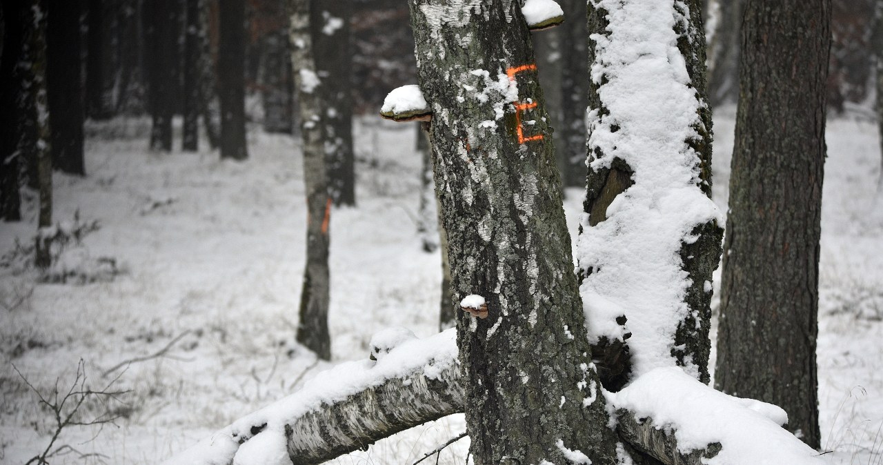 Widzisz tego typu symbol na drzewie? Wskazuje na istotną granicę