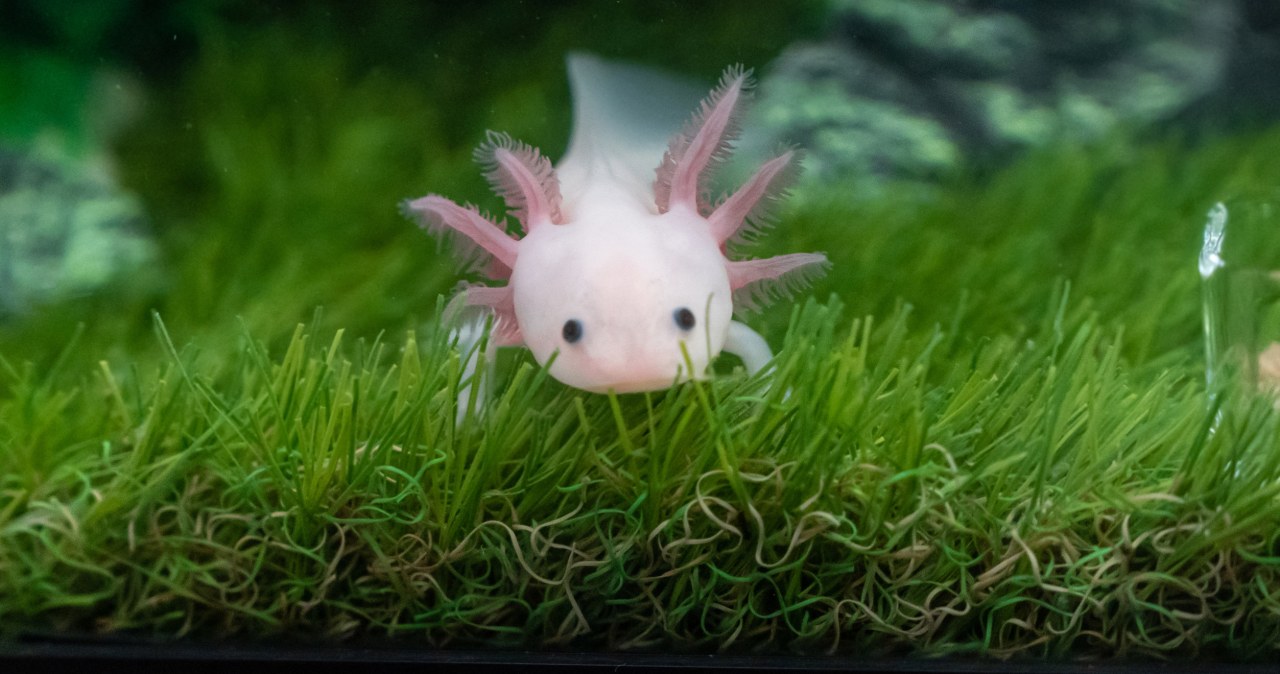 Jak to możliwe, że odrastają im kończyny? Kluczem okazał się ten hormon wiadomości,aktualności,Interia Jak to możliwe, że odrastają im kończyny? Kluczem okazał się ten hormon