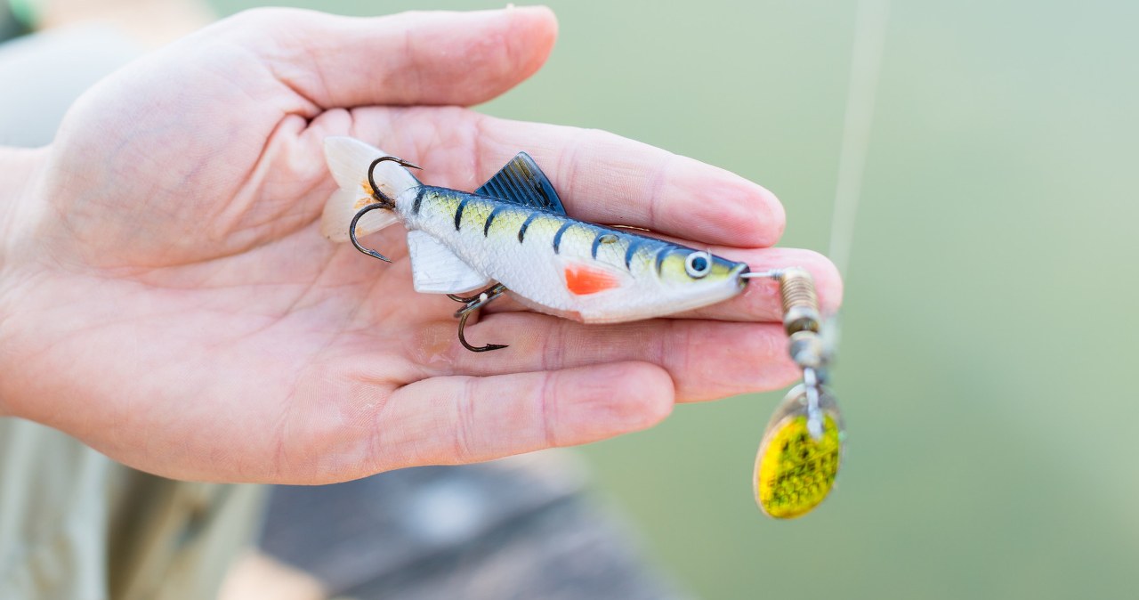 Polacy wyrzucają je gdzie popadnie. Dla ptaków to wyrok śmierci wiadomości,aktualności,Interia Polacy wyrzucają je gdzie popadnie. Dla ptaków to wyrok śmierci