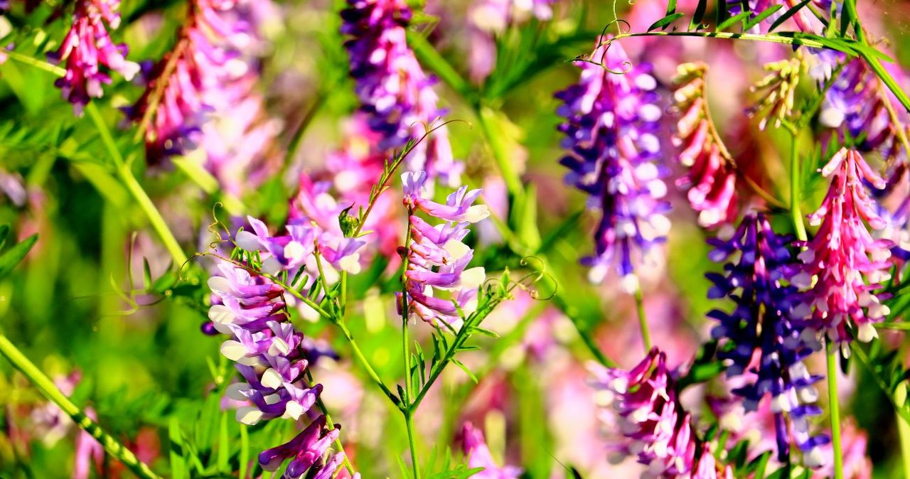 Wyka ptasia (Vicia cracca) - Deccoria.pl