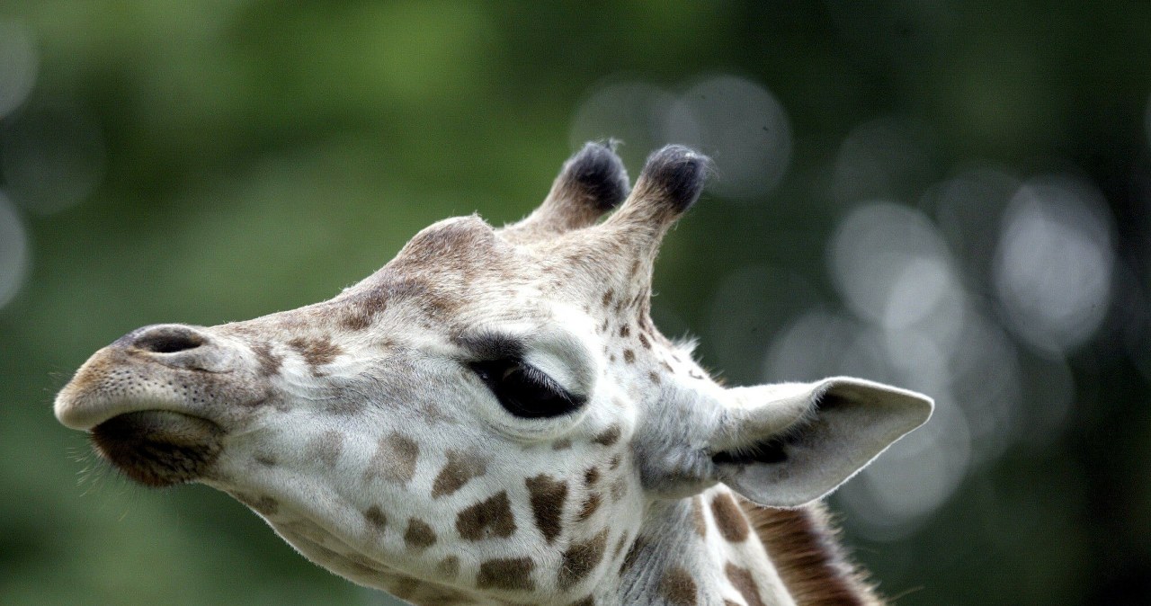 Tajemnicza śmierć w polskim zoo. Kolejny taki przypadek wiadomości,aktualności,Interia Tajemnicza śmierć w polskim zoo. Kolejny taki przypadek