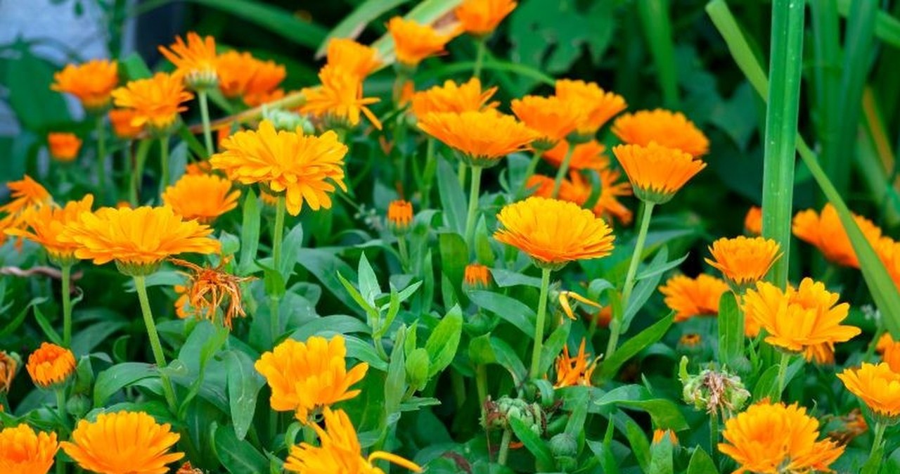 Wysiej w tym terminie. Kwiatowy spektakl na parapecie potrwa aż do jesieni