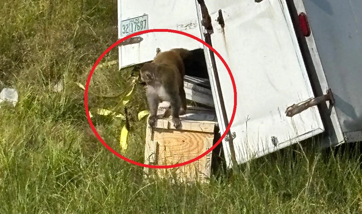 Małpy przewożone do celów laboratoryjnych uciekły po wypadku ciężarówki na autostradzie w stanie Mississippi w USA. Władze wydały ostrzeżenie przed kontaktem ze zwierzętami, które są agresywne wobec ludzi. W jednym z pierwszych komunikatów pojawiła się nawet informacja, że makaki w ramach badań zostały zakażone wirusami: między innymi zapalenia wątroby typu C i Covid-19. 