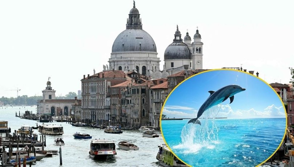 Niespodziewany gość w weneckich wodach. "Nie podpływać. Nie karmić!"