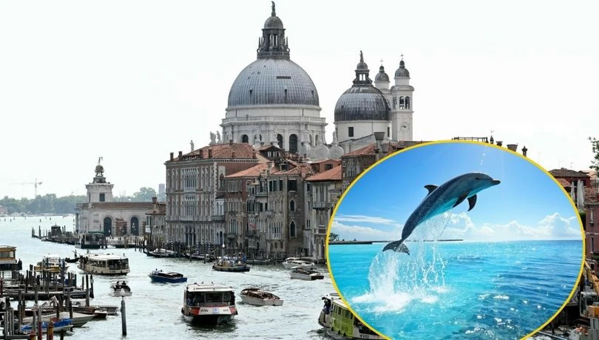 W weneckiej lagunie zadomowił się delfin, który nie chce jej opuścić ku zachwytowi turystów. Jednak naukowcy i niektórzy wenecjanie martwią się o bezpieczeństwo pływającego ssaka. Podkreślają, że może zostać uderzony przez łódź lub motorówkę i zginąć.