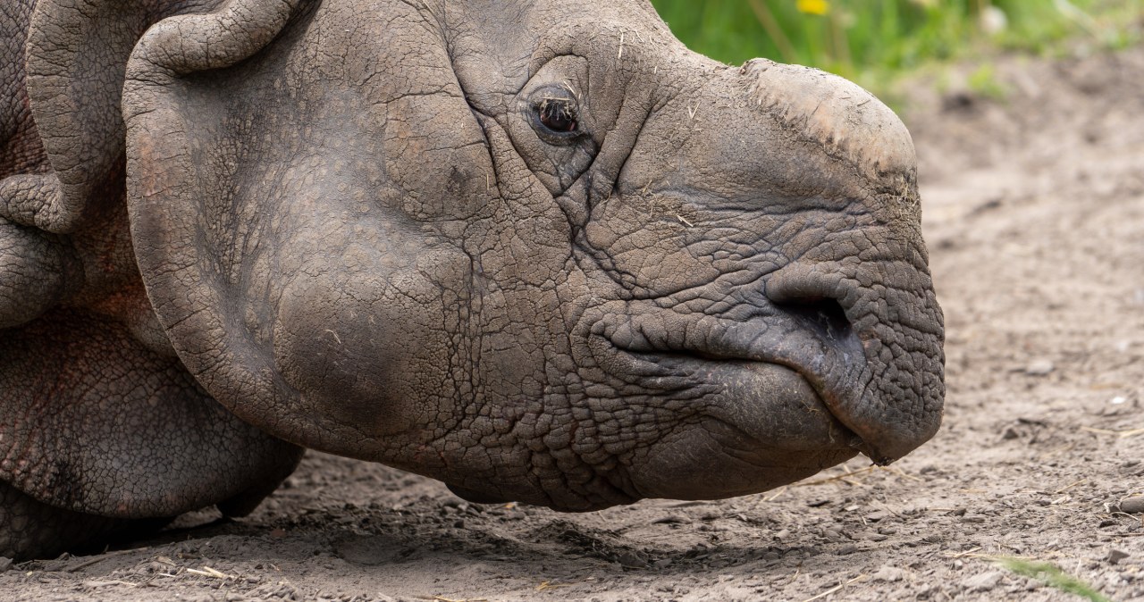 wiadomości,aktualności,Interia W arktycznym kraterze znaleźli coś zaskakującego. Te nosorożce nie miały rogów