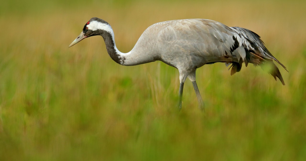 wiadomości,aktualności,Interia Giną jeden za drugim. Tysiące martwych ptaków blisko granicy z Polską. Co się dzieje?