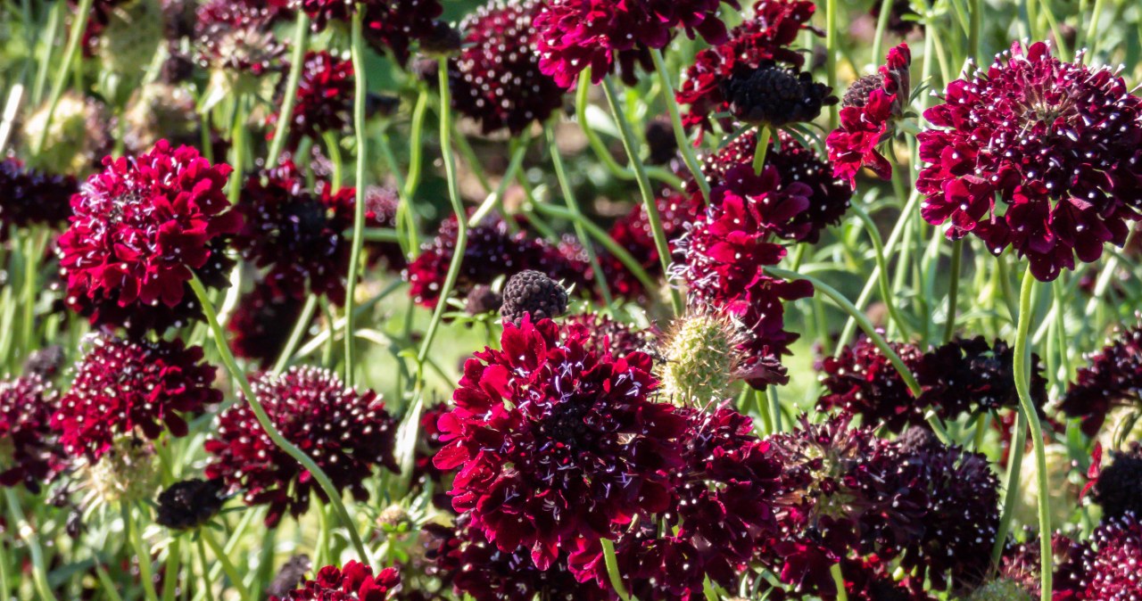 Zjawiskowy kwiat kwitnie całe lato. W ogrodzie robi furorę