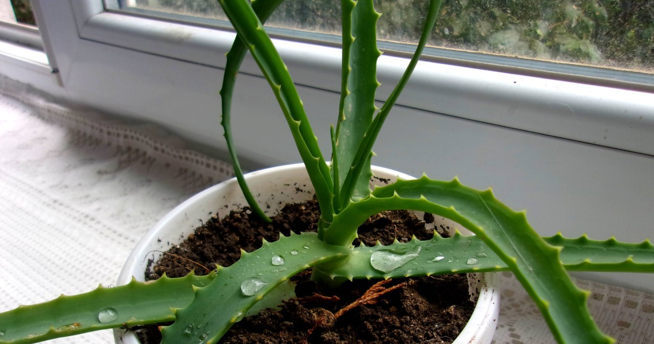Dlaczego aloes knie  przyczyny i rozwizania - Deccoria.pl