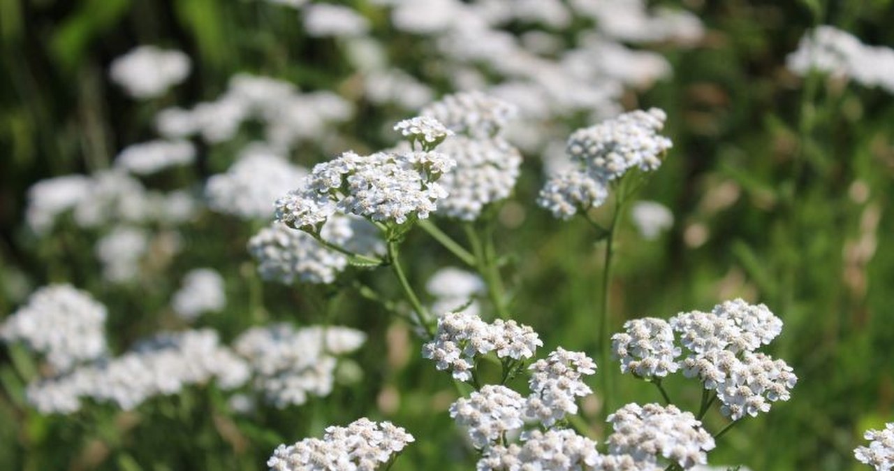 Ten kwiat wysiej w styczniu. Pszczoły ucieszą się na wiosnę
