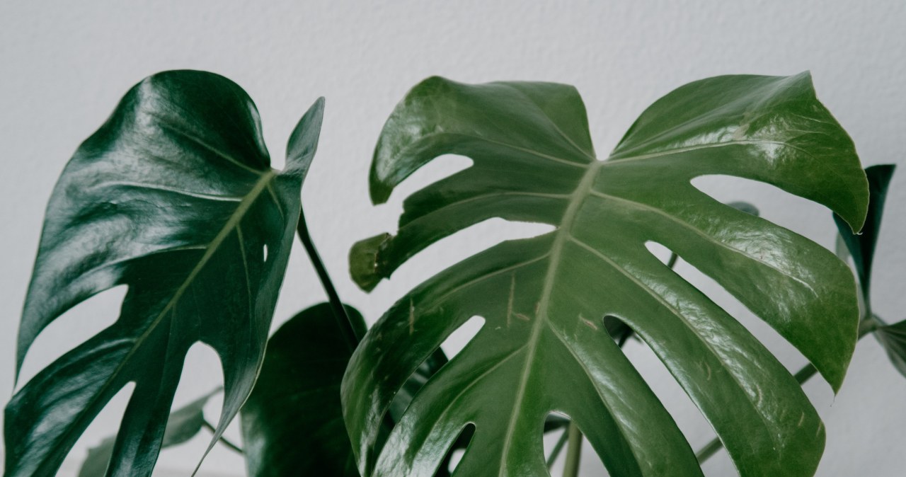Dlaczego monstera nie ma dziur? Najczstsze przyczyny i porady - Deccoria.pl