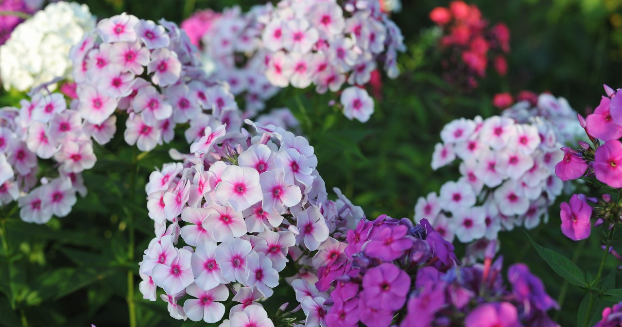 Królował w babcinych ogrodach. Teraz znów jest modny