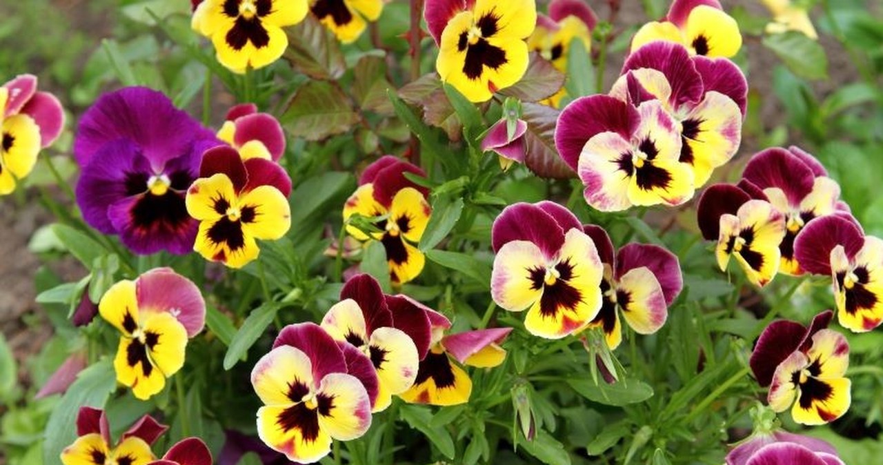 Prosty trik pobudzi bratki do bujnego kwitnienia. Wystarczy jeden składnik