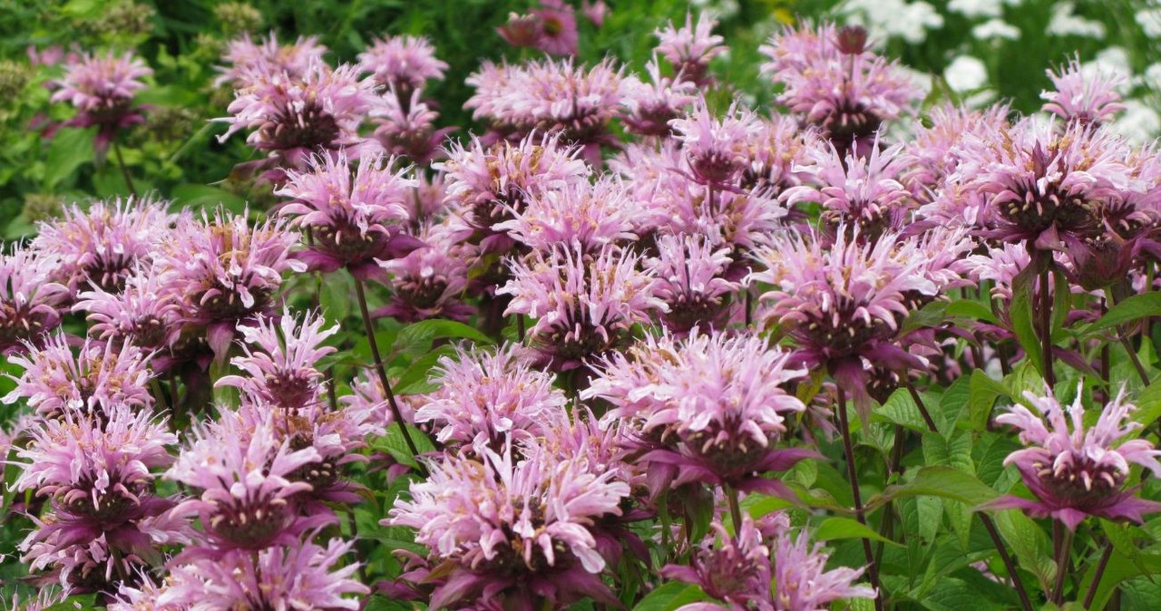 Posadź ją i zapomnij o kleszczach. Ta roślina wraca do łask i robi furorę Posadź ją i zapomnij o kleszczach. Ta roślina wraca do łask i robi furorę