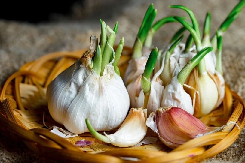 Skandal medyczny w Wielkiej Brytanii. "Leczył" raka w domu... czosnkiem