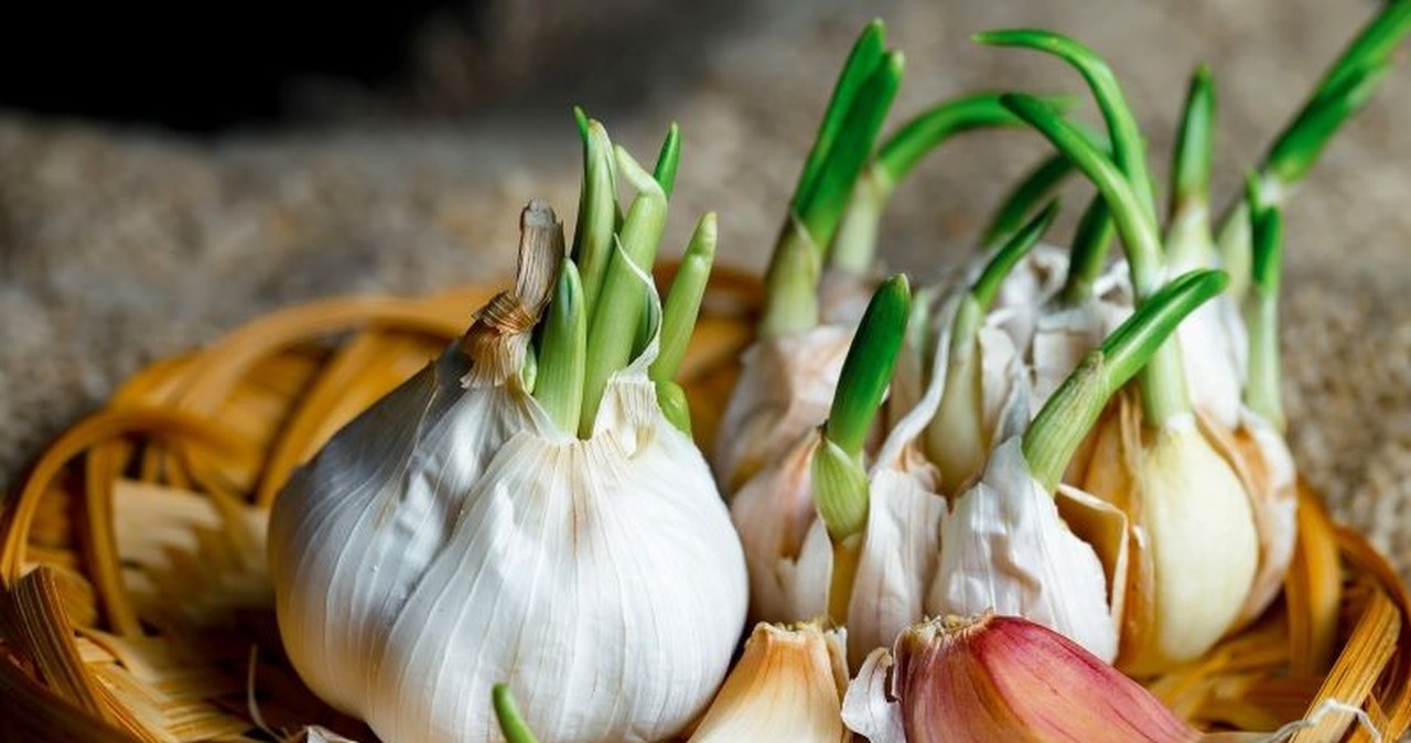 Skandal medyczny w Wielkiej Brytanii. "Leczył" raka w domu... czosnkiem